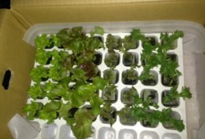 植物育成ＬＥＤによるレタス（4種類）の育成開始。